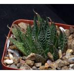 Aloe aristata 4-inch pots