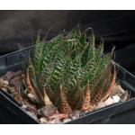 Aloe aristata 5-inch pots