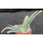 Aloe austroarabica 4-inch pots