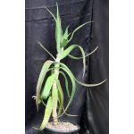 Aloe babatiensis 2-gallon pots