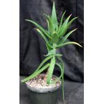 Aloe babatiensis 8-inch pots