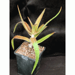 Aloe babatiensis 5-inch pots
