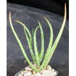 Aloe bakeri 3-inch pots