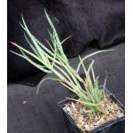 Aloe bakeri 5-inch pots