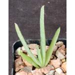 Aloe ballyi (WY 1044) 2-inch pots