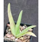 Aloe ballyi  2-inch pots