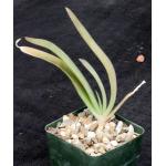 Aloe ballyi 4-inch pots