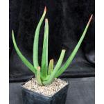 Aloe barbara-jeppeae one-gallon pots
