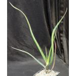 Aloe barberae 5-inch pots