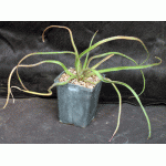 Aloe belavenokensis 5-inch pots