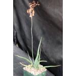 Aloe bellatula 4-inch pots