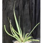 Aloe bellatula one-gallon pots