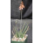 Aloe bellatula 4-inch pots