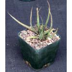 Aloe bellatula 5-inch pots