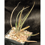 Aloe bellatula 5-inch pots
