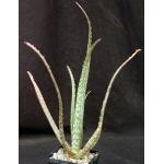 Aloe bertemariae 5-inch pots