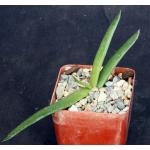 Aloe bosseri 3-inch pots
