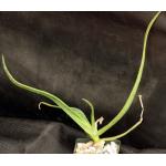 Aloe bosseri 3-inch pots
