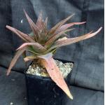Aloe brachystachys one-gal pots