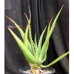 Aloe brandhamii 2-gallon pots