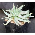 Aloe brevifolia var. brevifolia one-gallon pots