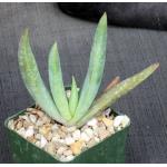 Aloe buhrii 4-inch pots