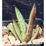 Aloe burgersfortensis 2-inch pots