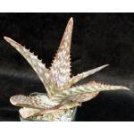 Aloe burgersfortensis 5-inch pots