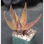 Aloe bussei 4-inch pots