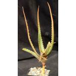 Aloe cameronii var. cameronii 5-inch pots