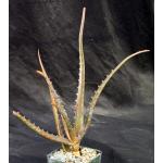 Aloe cameronii var. cameronii 4-inch pots