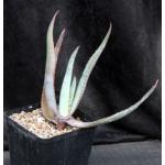Aloe capitata var. quartziticola one-gallon pots