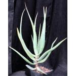 Aloe castanea one-gallon pots