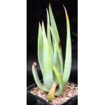Aloe castanea 5-inch pots