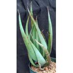 Aloe castanea 8-inch pots