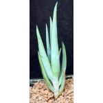 Aloe castanea one-gallon pots