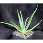 Aloe castellorum one-gallon pots
