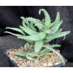Aloe castilloniae 5-inch pots