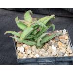 Aloe castilloniae (Castillon) 5-inch pots