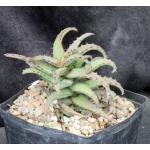 Aloe castilloniae (Castillon) one-gallon pots