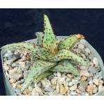 Aloe castilloniae 5-inch pots