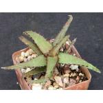 Aloe castilloniae (Castillon) 3-inch pots