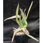 Aloe cipolinicola 5-inch pots