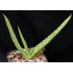 Aloe citrina 4-inch pots