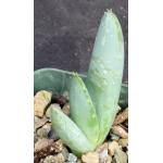 Aloe claviflora 3-inch pots