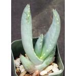 Aloe comptonii 2-inch pots