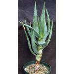 Aloe comptonii 8-inch pots