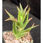 Aloe congolensis 5-inch pots