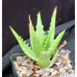 Aloe congolensis 4-inch pots