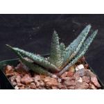 Aloe conifera 4-inch pots